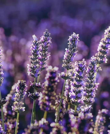 Lavanda